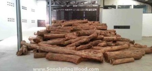 kayu-sonokeling-peluang usaha